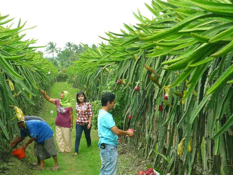 Wisata Petik Buah Naga