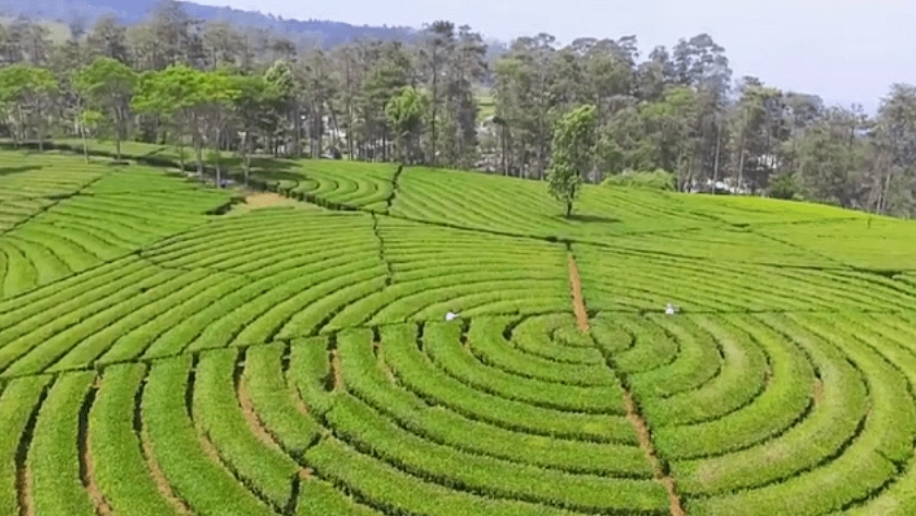 Rekomendasi wisata Kebun Teh Suwakana Bandung