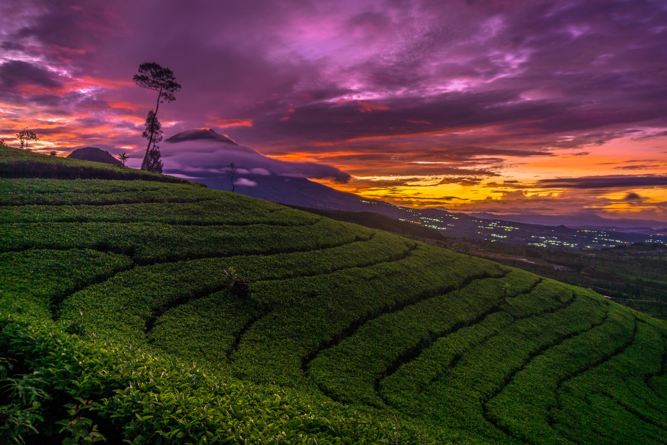 Kebun Teh Tambi Wonosobo