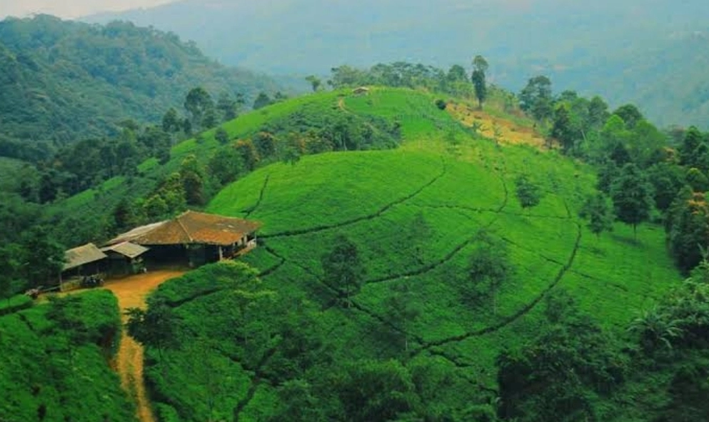 Kebun Teh Cipasung Majalengka