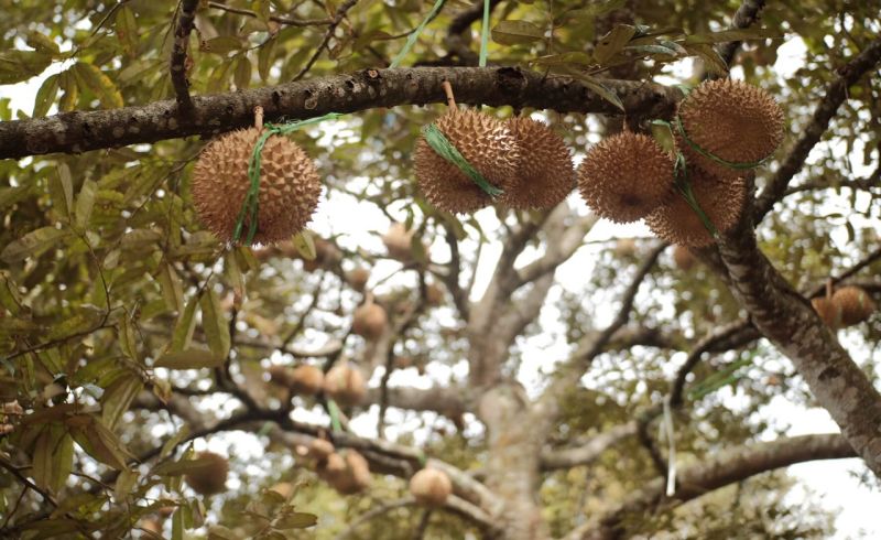 Kampung Durian Gunung kelud